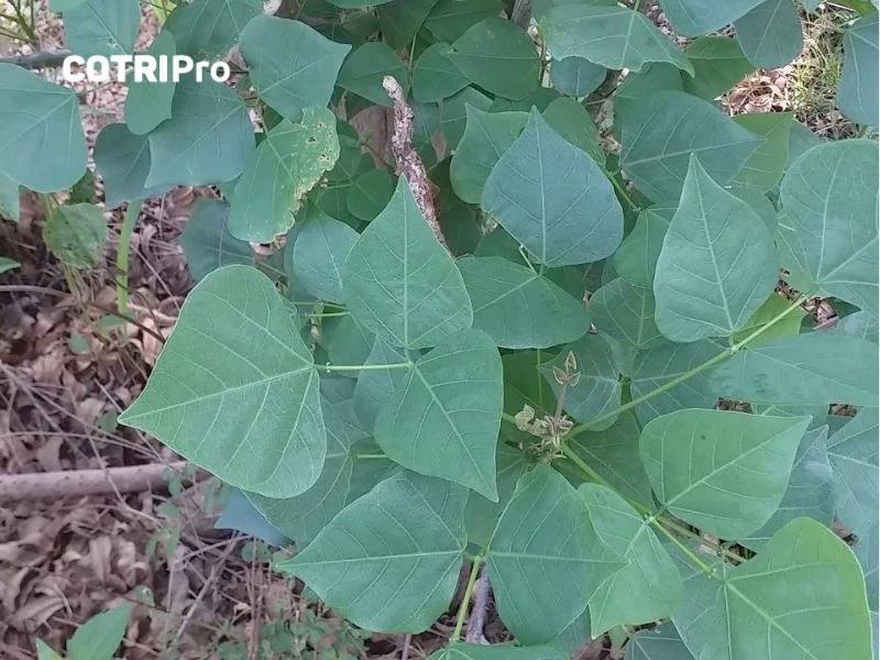 Hơ nóng lá vông teo búi trĩ ngoại